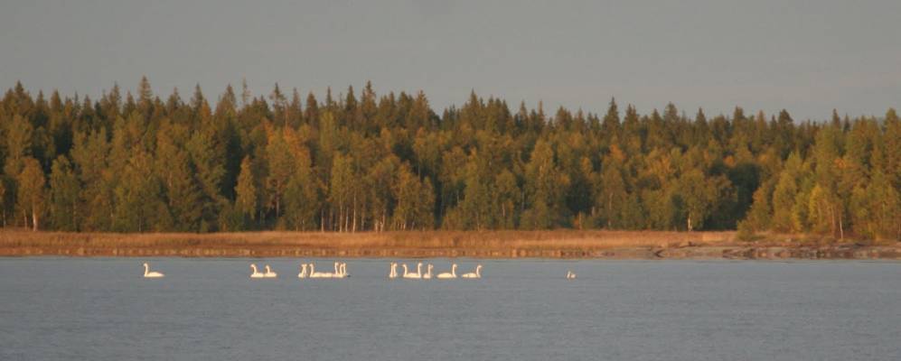 
            Фотография Мальострова