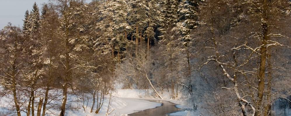 
            Фотография Гомыленок