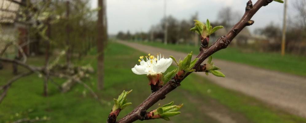 
            Фотография Запорожца