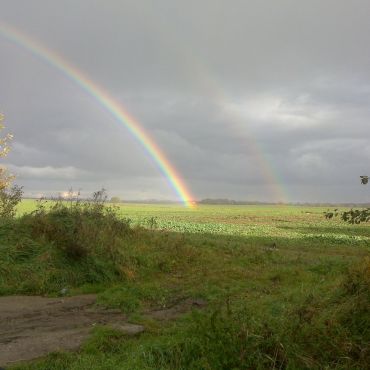 Перелески