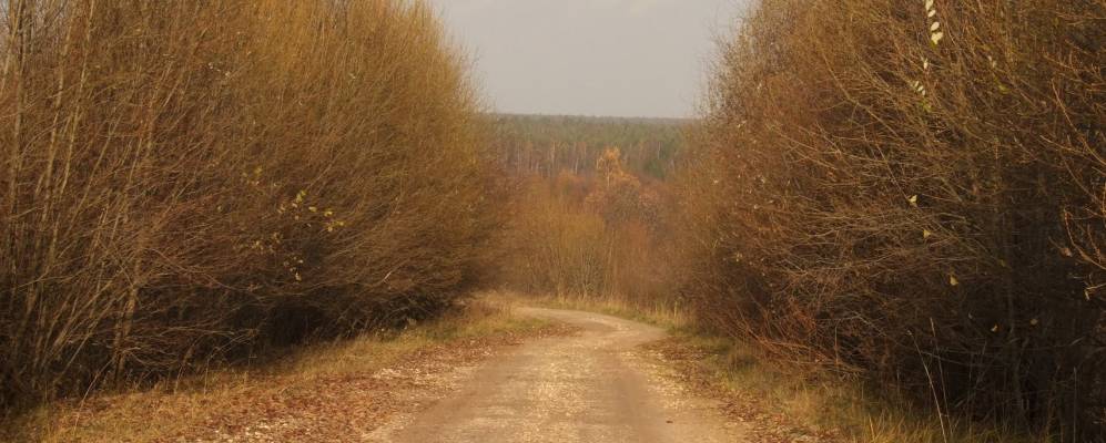 
            Фотография Волосово