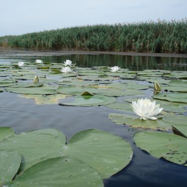 Логачевка