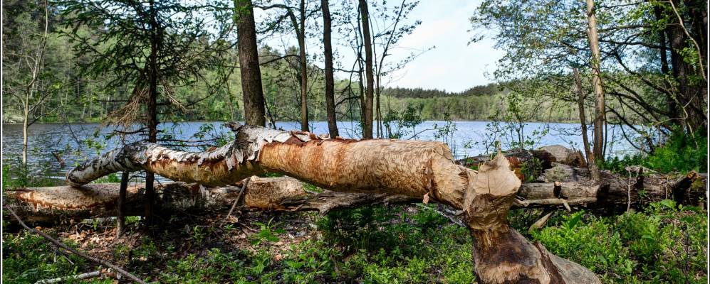 
            Фотография Раифского