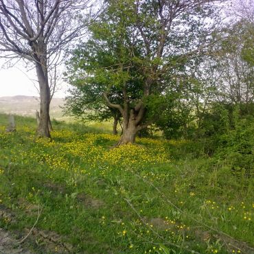 Абадзехская