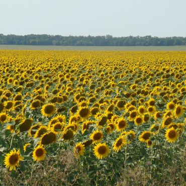 Днепровы Хвыли