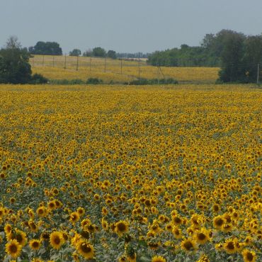 Старое