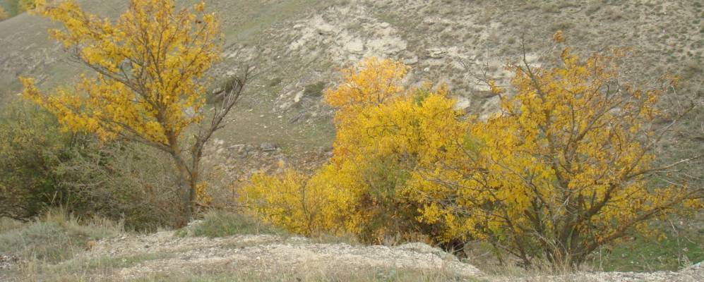 
            Фотография Бурлацкого