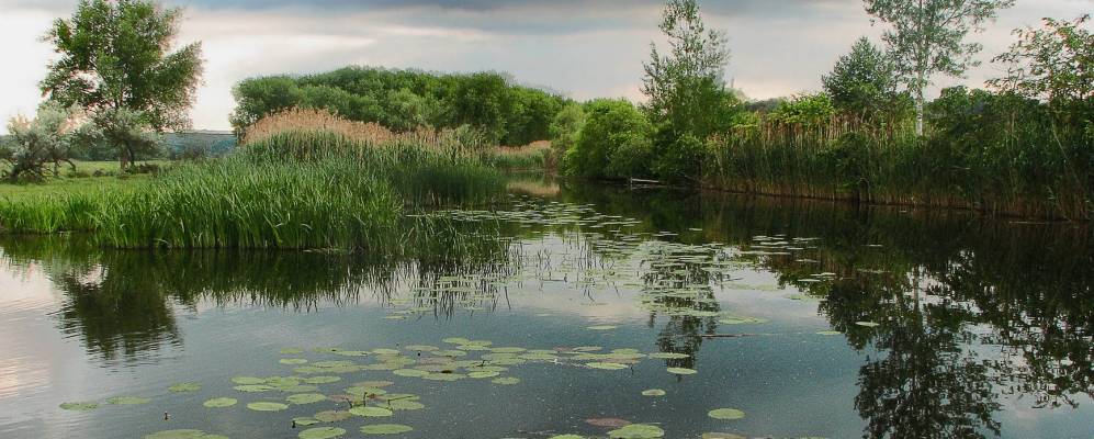 
            Фотография Вольного