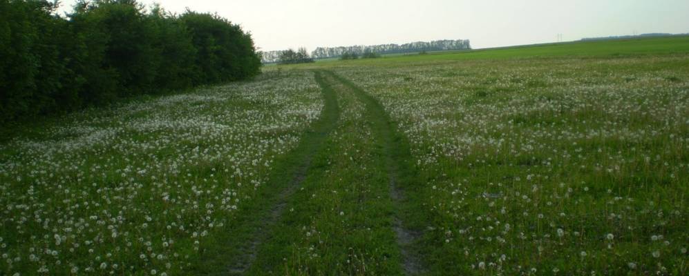 
            Фотография Лозоватой