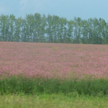 Рогалево