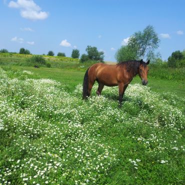 Хижники