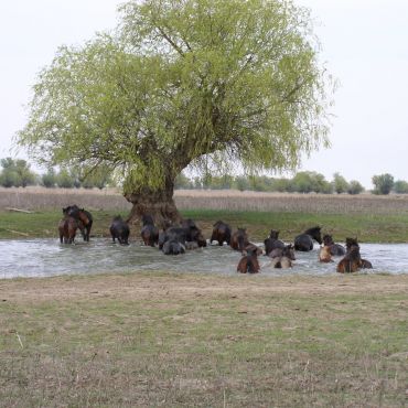 Блиново