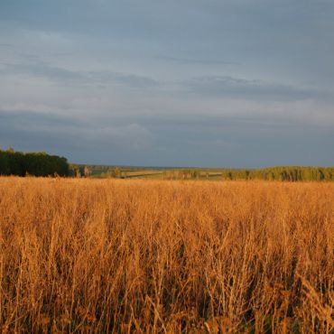 Трубниково