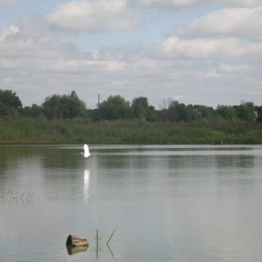 Павленки