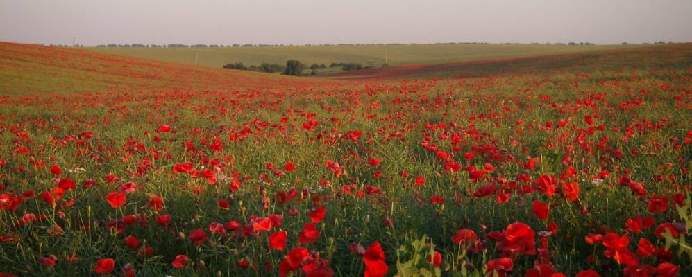 
            Фотография Подолья