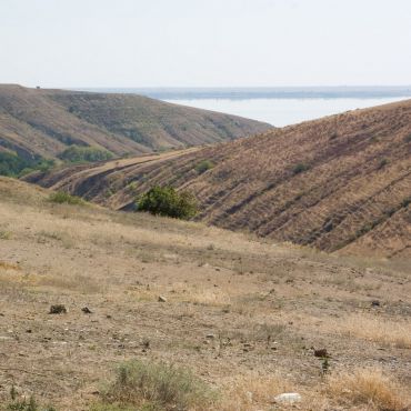 Стрельноширокое