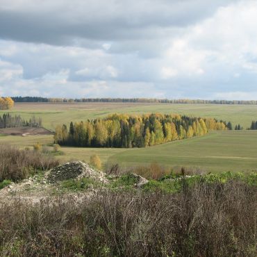 Медведки