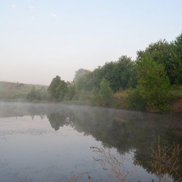 Чайки