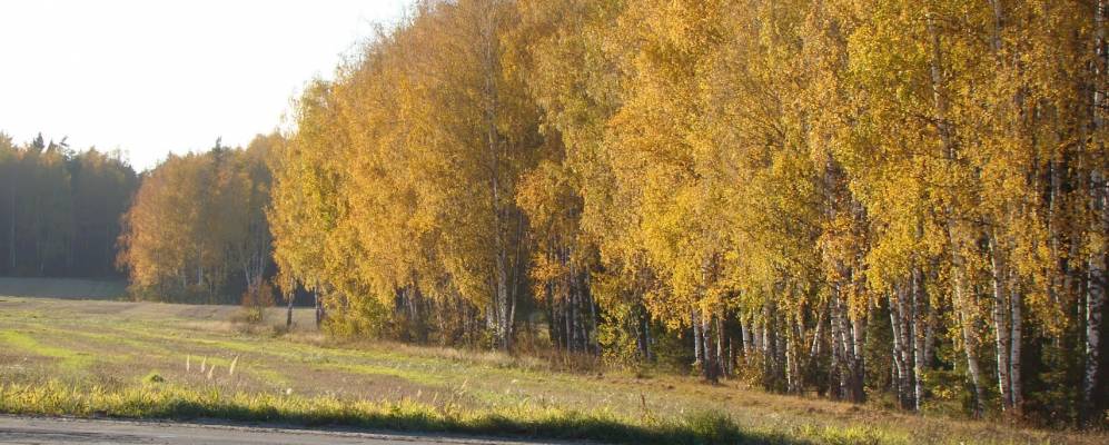 
            Фотография Нового Леушино