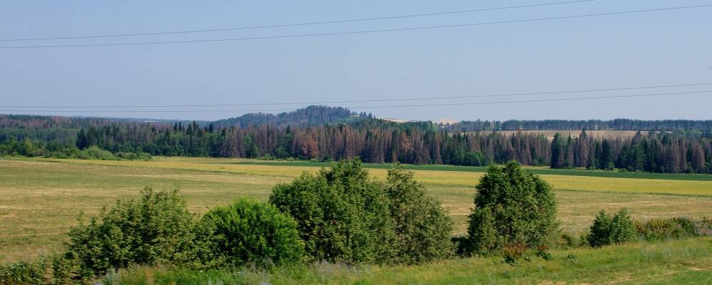 
            Фотография Дикушей