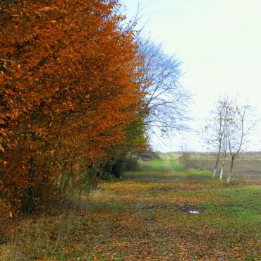 Новоселки