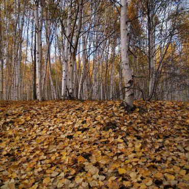 Сахаровка