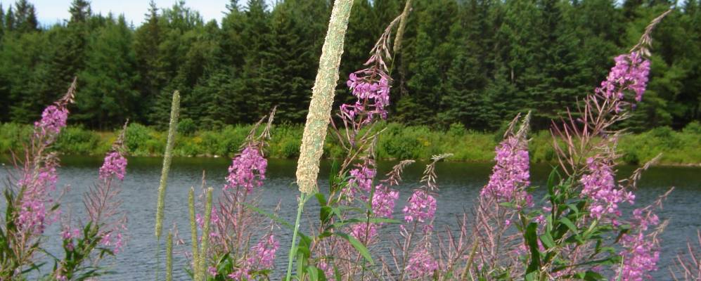 
            Фотография Margaree Valley