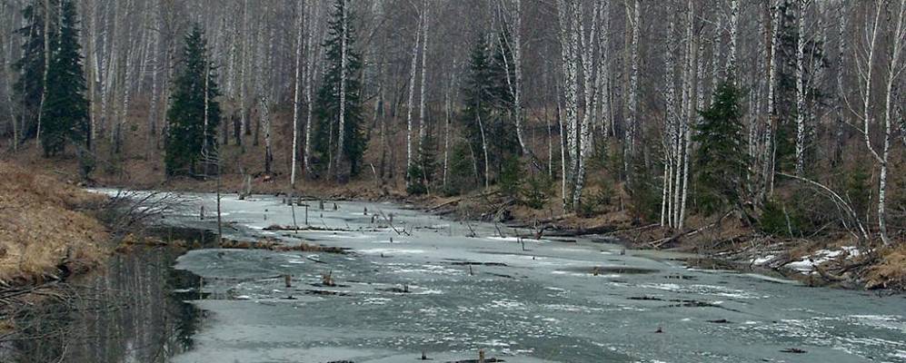 Погода в безлесном