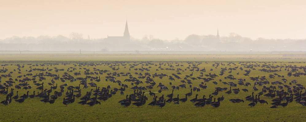 
            Фотография Oldetrijne