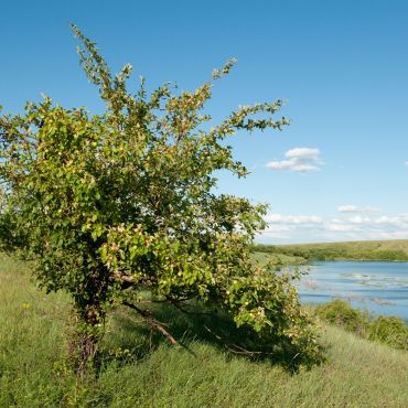 Яковлево