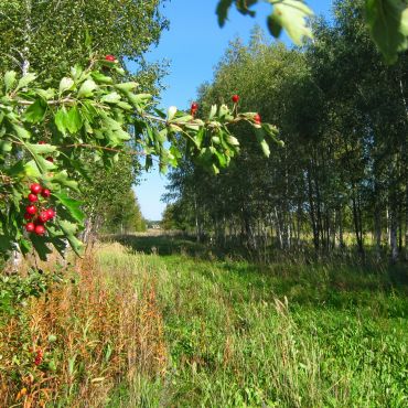 Роза Люксембург