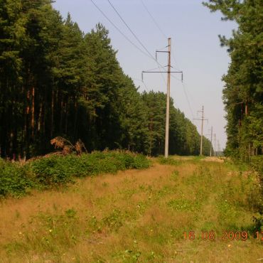 Паледи