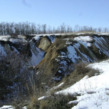 Волошки