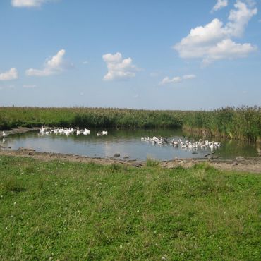 Петрушино