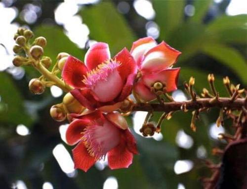 Фотография гостиницы Raing Phnom Bungalow