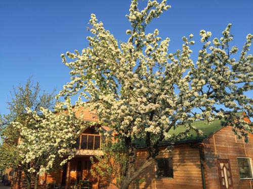 Фотография гостевого дома Под Зеленой Крышей