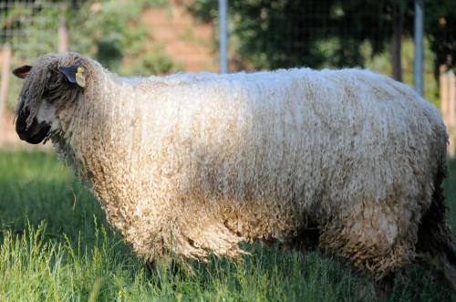 Фотография гостевого дома Wine Country Private Working Sheep Farm; Rustic Elegance