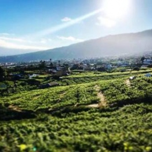 Фотография гостевого дома CASA RURAL EL LAGAR TENERIFE