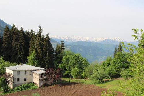 Фотография мини отеля Tvaliakari