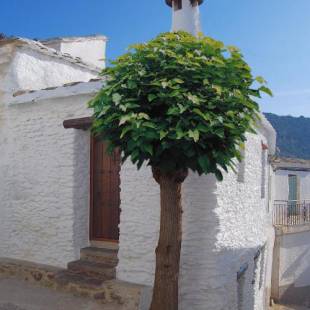 Фотографии гостевого дома 
            Casa El Rincón del Ángel