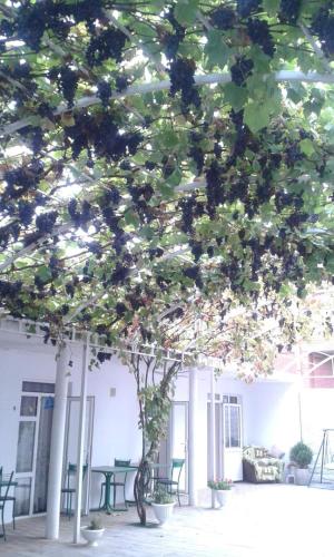 Фотография гостевого дома Зелёный дворик