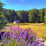 Фотография гостевого дома White homestead