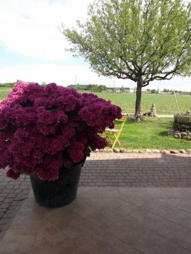 Фотография гостевого дома Agriturismo Pozzo Fiorito