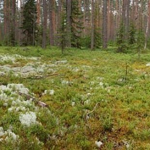 Фотография достопримечательности Заповедник Кивач