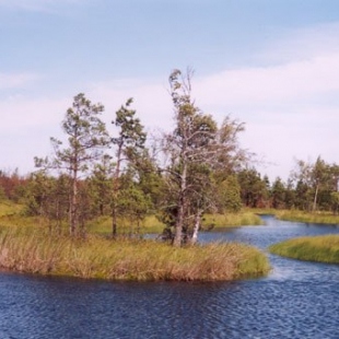 Фотография достопримечательности Памятник природы Верховое болото Целау