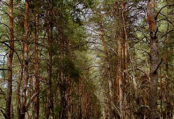 Фотография достопримечательности Цюрупинский бор