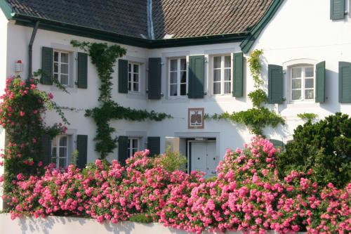 Фотография гостевого дома Rhein River Guesthouse - Art Hotel on the Rhine