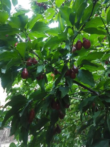 Фотография гостевого дома Monika Guest House