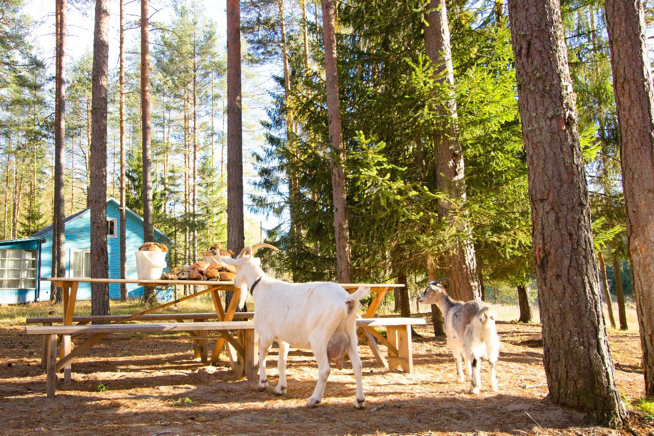 Фотография базы отдыха Заветное