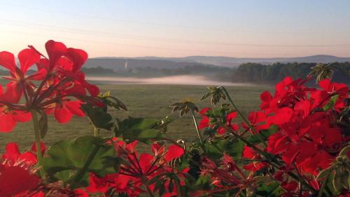 Фотография гостиницы WALDHOTEL
